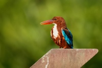 Lednacek hnedohlavy - Halcyon smyrnensis - White-throated Kingfisher o5363